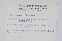 擬烏蘇里瓦葦藏品圖，第2張