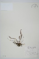 鐵角蕨藏品圖，第1張