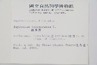 鐵角蕨藏品圖，第2張
