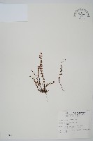 鐵角蕨藏品圖，第1張