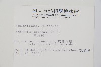 鐵角蕨藏品圖，第2張