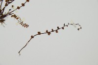鐵角蕨藏品圖，第3張