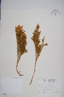 玉柏藏品圖，第1張