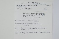 地刷子藏品圖，第2張