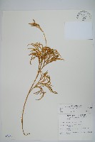 地刷子藏品圖，第1張