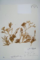 地刷子藏品圖，第1張