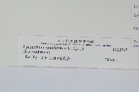 地刷子藏品圖，第2張