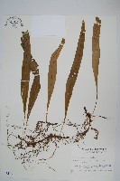 玉山瓦葦藏品圖，第1張