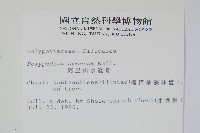 阿里山水龍骨藏品圖，第2張