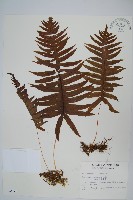 阿里山水龍骨藏品圖，第1張