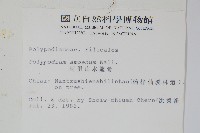 阿里山水龍骨藏品圖，第2張