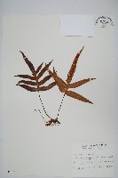 玉山茀蕨藏品圖，第1張
