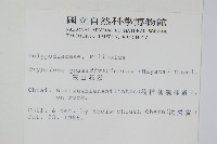 玉山茀蕨藏品圖，第2張