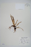 瓦葦藏品圖，第1張