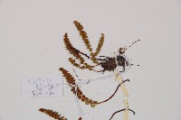 綠柄鐵角蕨藏品圖，第3張