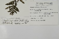 頂囊肋毛蕨藏品圖，第2張