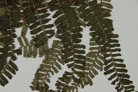 頂囊肋毛蕨藏品圖，第3張