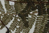 頂囊肋毛蕨藏品圖，第4張