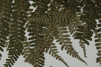 頂囊肋毛蕨藏品圖，第5張