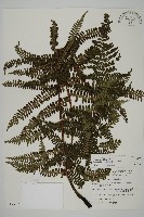 頂囊肋毛蕨藏品圖，第1張