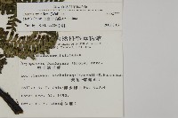 頂囊肋毛蕨藏品圖，第2張