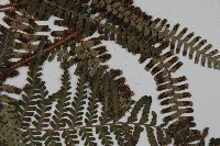 頂囊肋毛蕨藏品圖，第3張