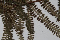 頂囊肋毛蕨藏品圖，第4張