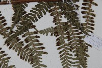 頂囊肋毛蕨藏品圖，第5張