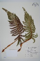 尖葉耳蕨藏品圖，第1張