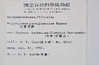 尖葉耳蕨藏品圖，第2張