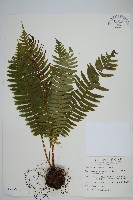 耳形瘤足蕨藏品圖，第1張