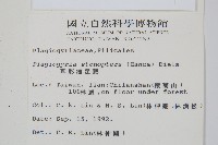 耳形瘤足蕨藏品圖，第2張