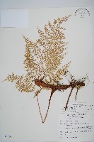 台灣小膜蓋蕨藏品圖，第1張