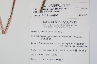 台灣小膜蓋蕨藏品圖，第2張