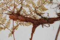 台灣小膜蓋蕨藏品圖，第3張