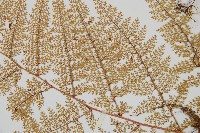 台灣小膜蓋蕨藏品圖，第4張