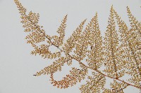 台灣小膜蓋蕨藏品圖，第5張