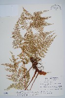 台灣小膜蓋蕨藏品圖，第4張