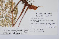 台灣小膜蓋蕨藏品圖，第5張