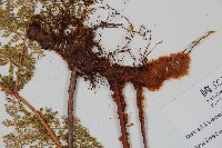 台灣小膜蓋蕨藏品圖，第6張