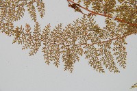 台灣小膜蓋蕨藏品圖，第7張