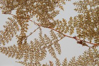 台灣小膜蓋蕨藏品圖，第8張