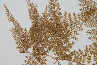 台灣小膜蓋蕨藏品圖，第9張