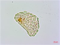 台灣小膜蓋蕨藏品圖，第1張