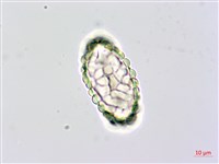 台灣小膜蓋蕨藏品圖，第2張