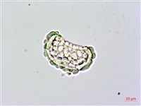 台灣小膜蓋蕨藏品圖，第3張