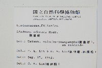 陵齒蕨、鱗始蕨藏品圖，第2張