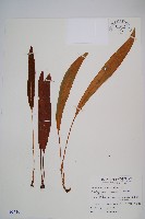 垂葉舌蕨藏品圖，第1張