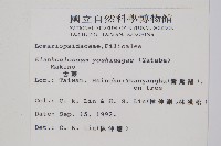 垂葉舌蕨藏品圖，第2張