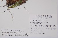 紅苞蹄蓋蕨藏品圖，第2張